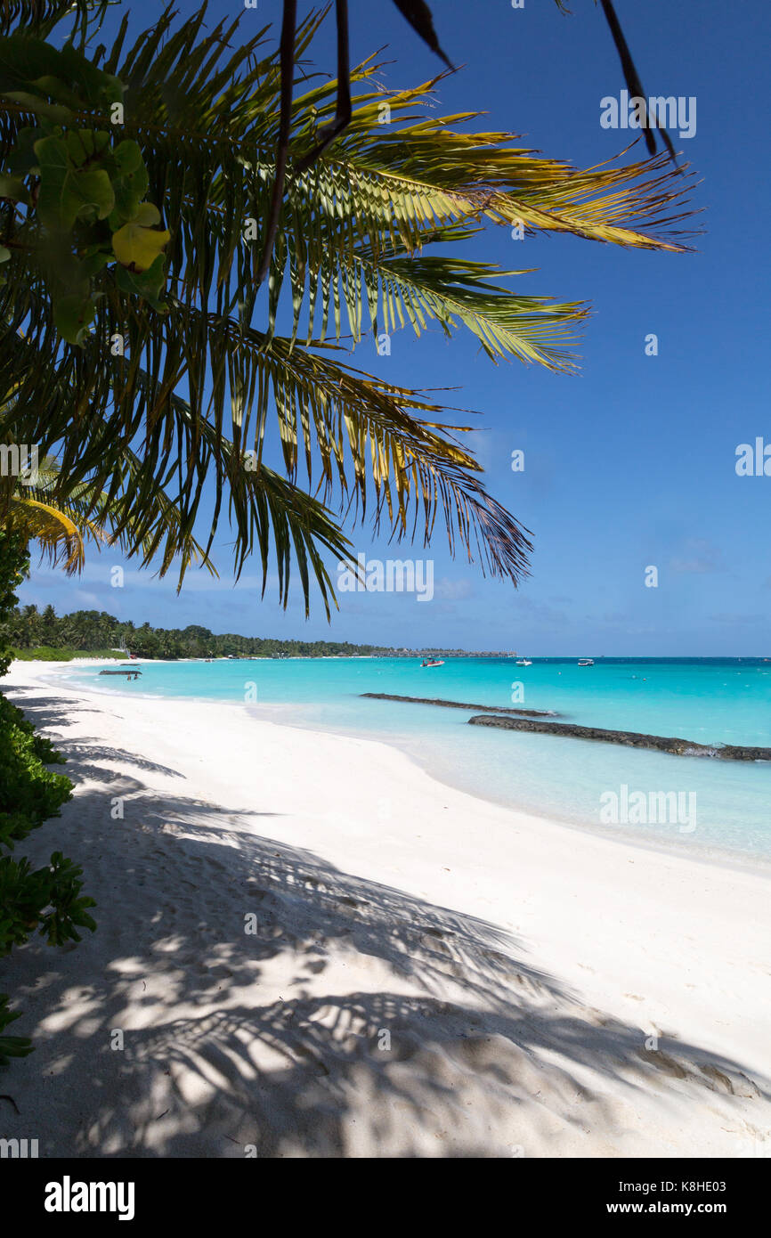 Maldives - belle plage tropicale avec palmiers, sable et ciel bleu ; Kuramathi Island resort, Kuramathi, Maldives, océan Indien, Asie Banque D'Images