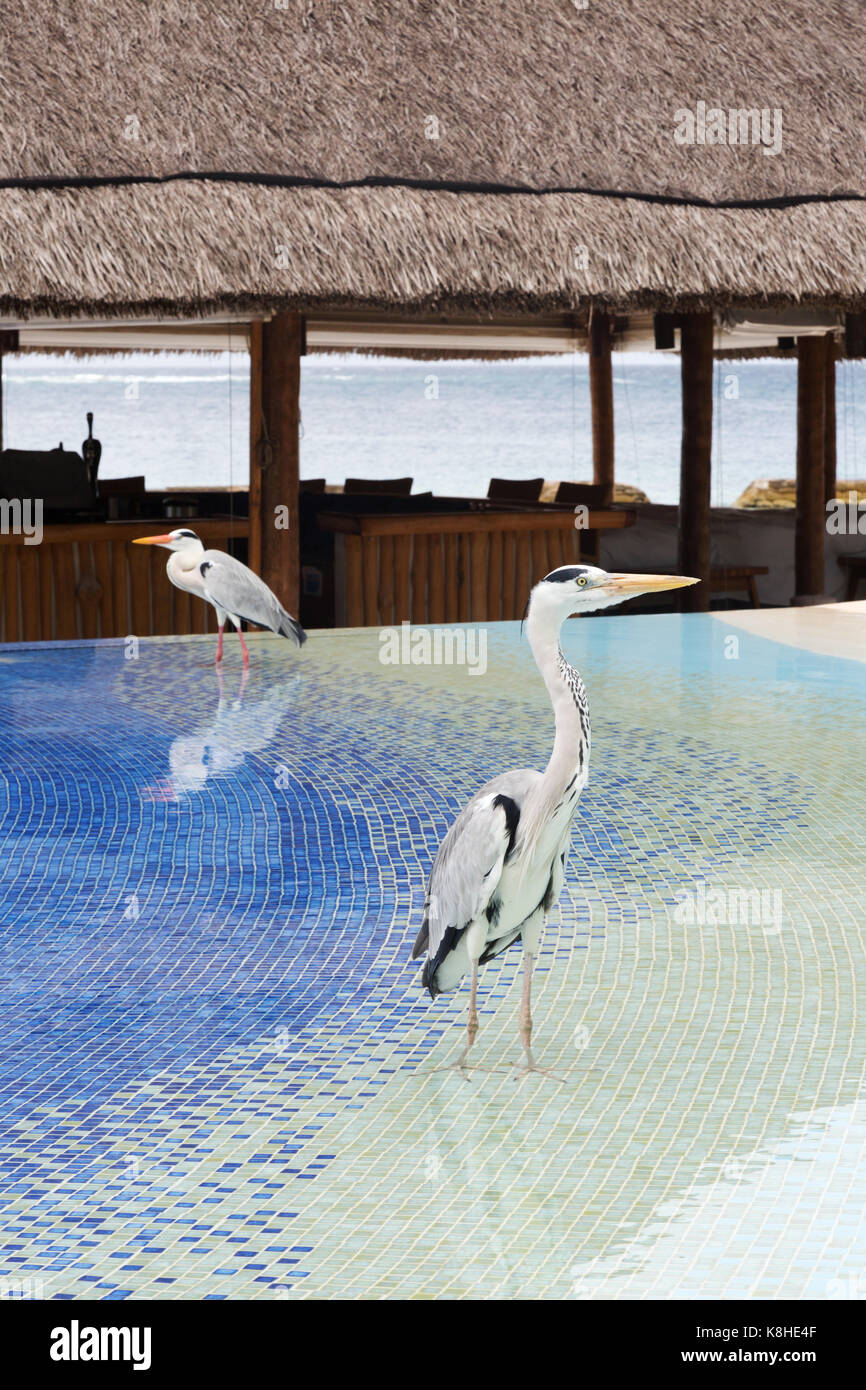 Maldives Resort - hérons cendrés, Ardea cinerea, dans la piscine, l'hôtel Kuramathi Resort, les Maldives, l'Asie Banque D'Images
