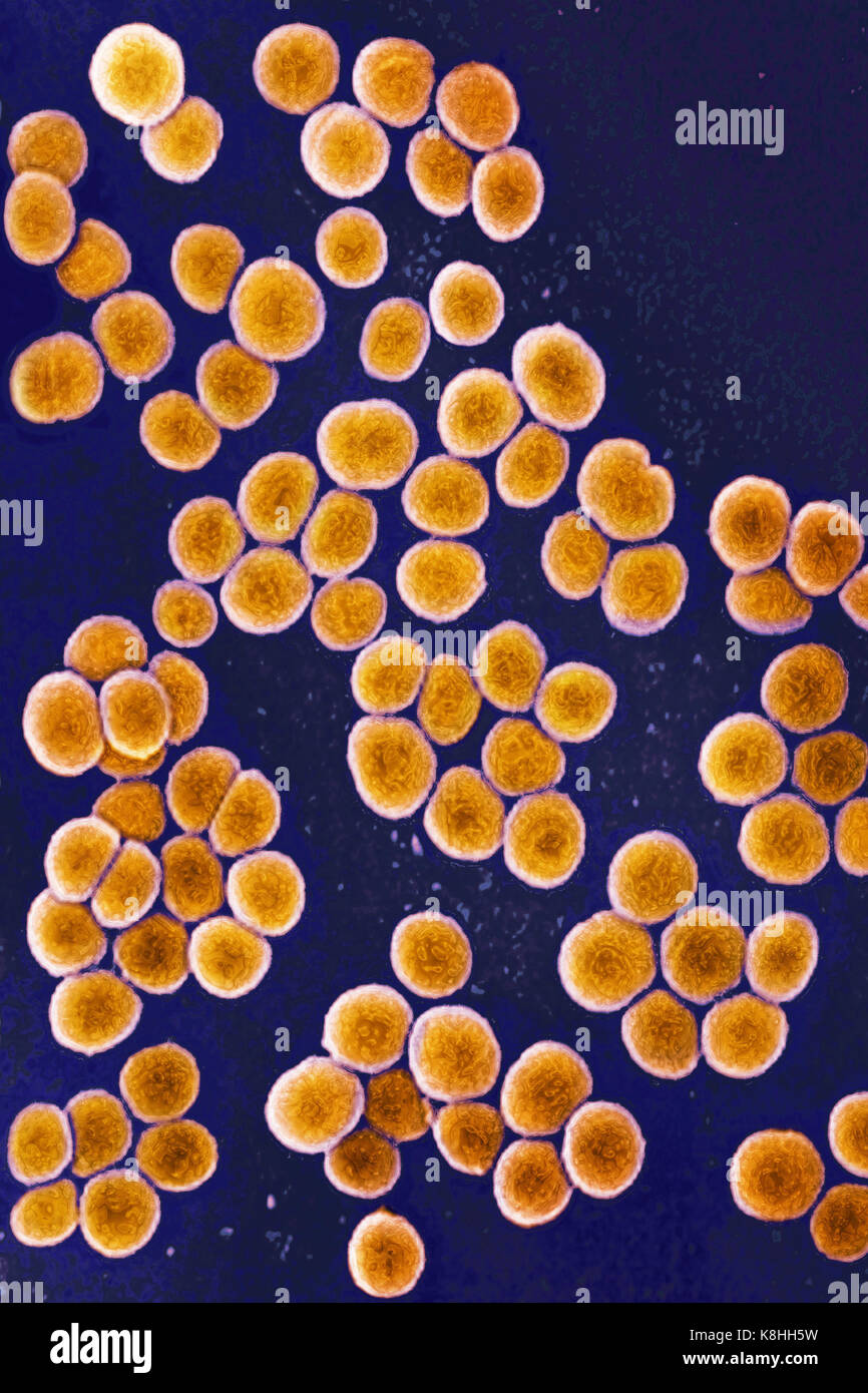 Staphylococcus aureus Banque D'Images