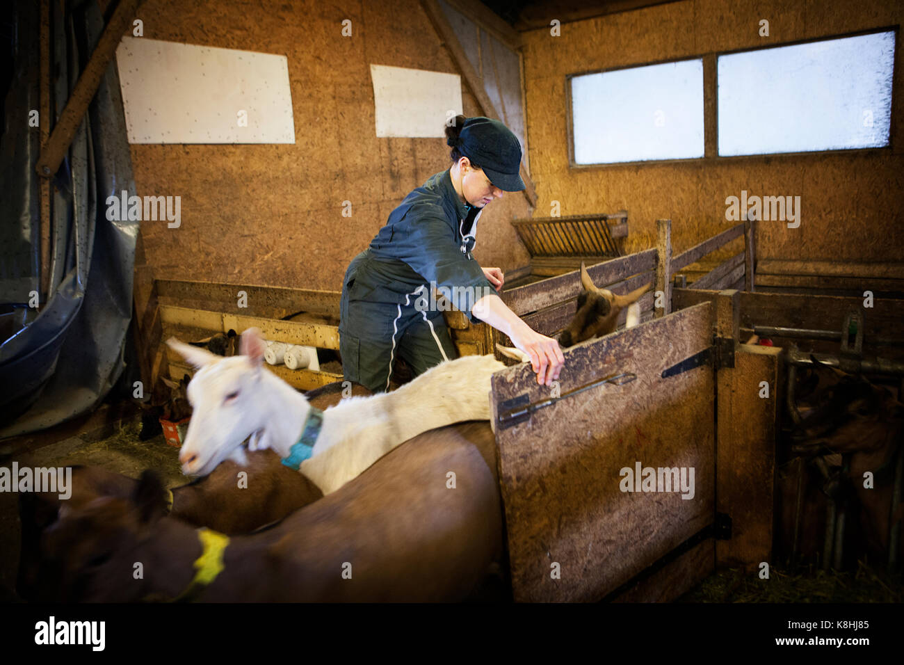 Goat Farm Banque D'Images