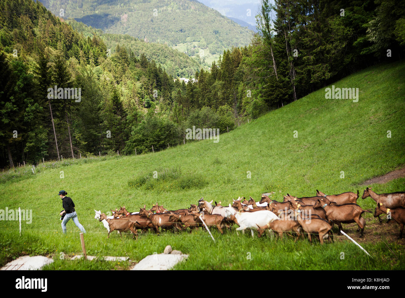 Goat Farm Banque D'Images