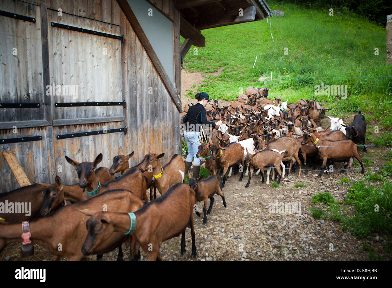 Goat Farm Banque D'Images