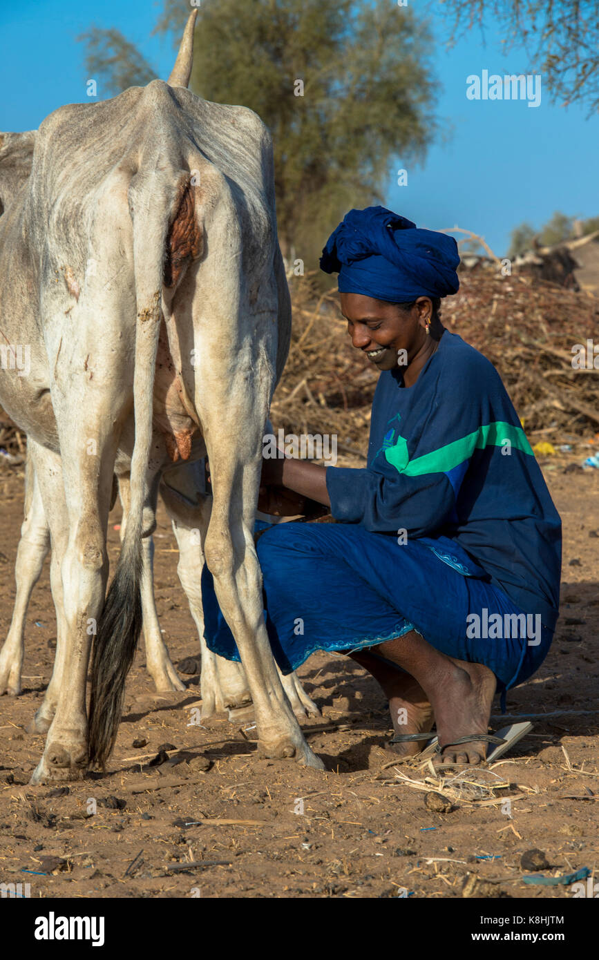 Femme Peul traire une vache. le Sénégal. Banque D'Images