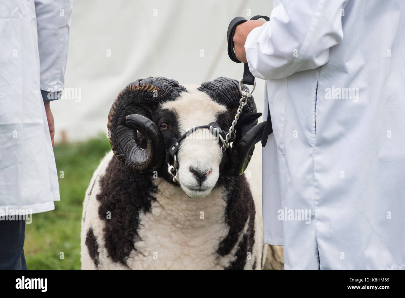 Ovis aries. Agriculteur montrant un Jacobs à la ram de Berkshire Comté Royal show. Newbury, Berkshire. UK Banque D'Images