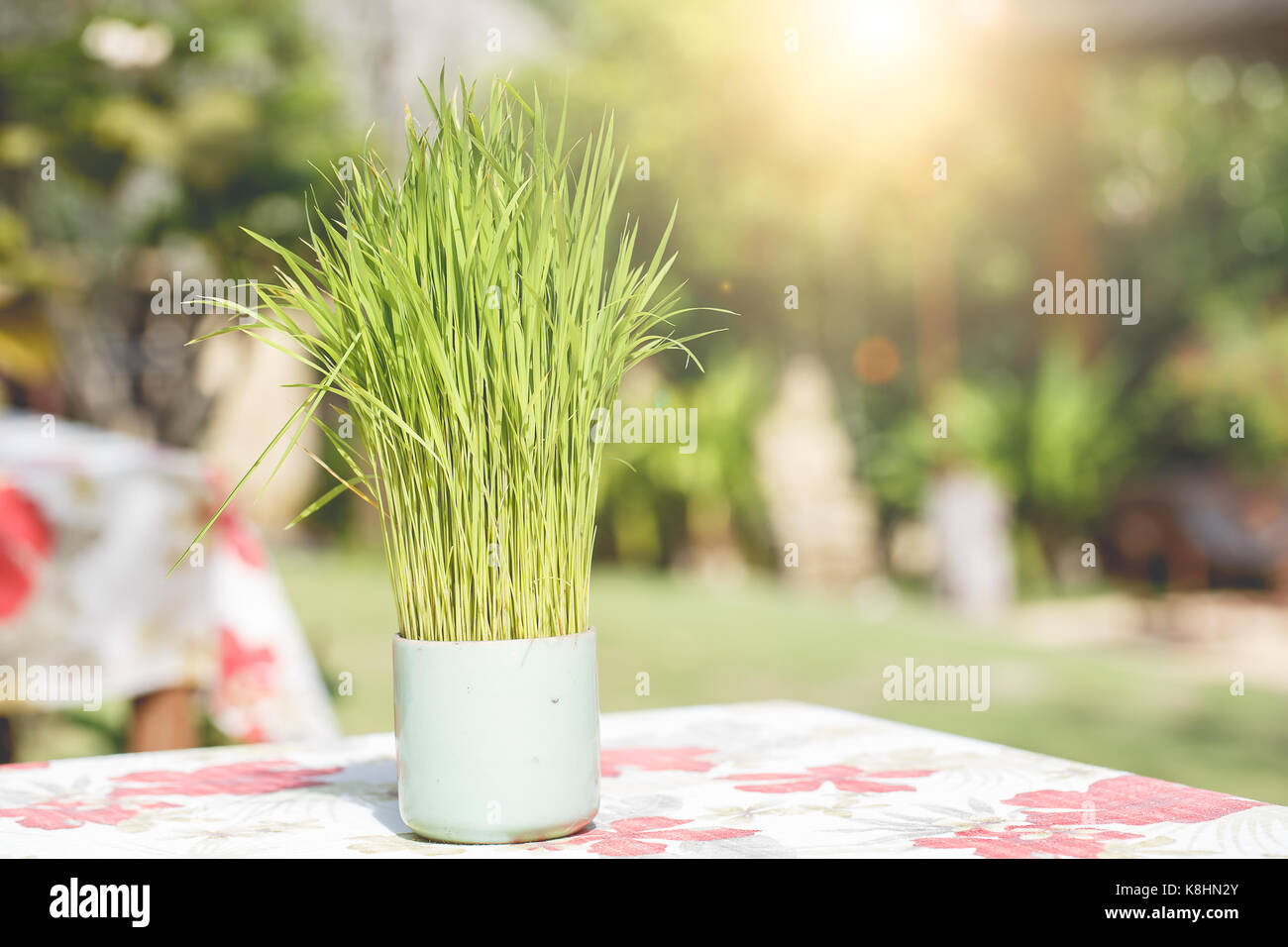 Des plants de riz dans le verre sur la table. Banque D'Images