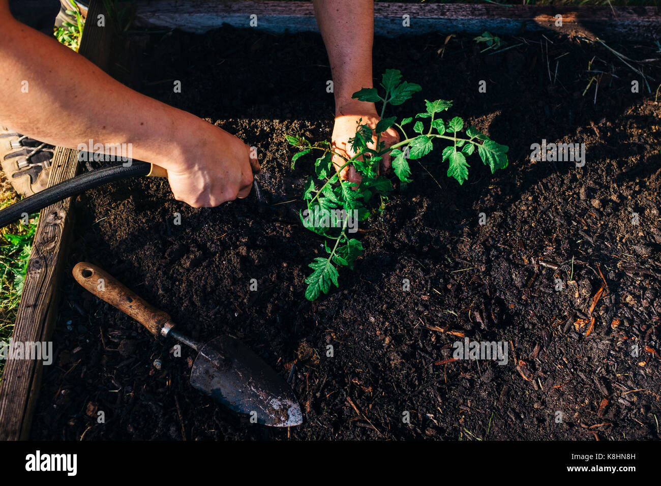 Les mains coupées de man watering plants in garden Banque D'Images