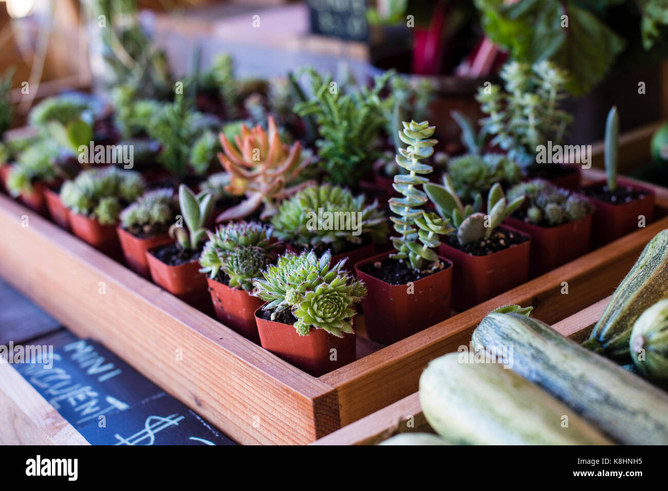 Close-up de plantes en pot pour la vente au marché intérieur Banque D'Images