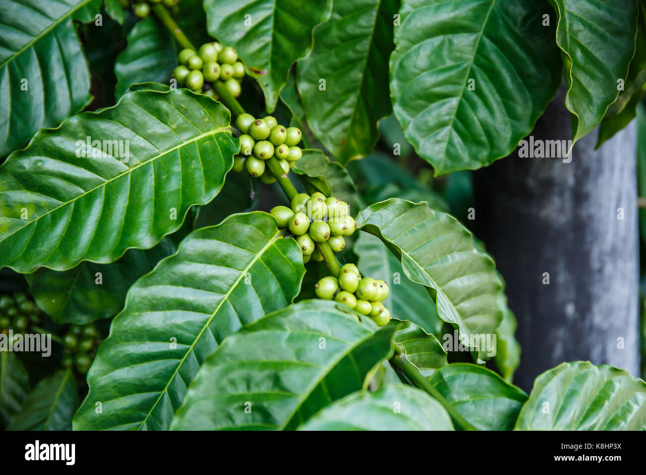 Café vert frais sur l'arbre dans le jardin. Banque D'Images