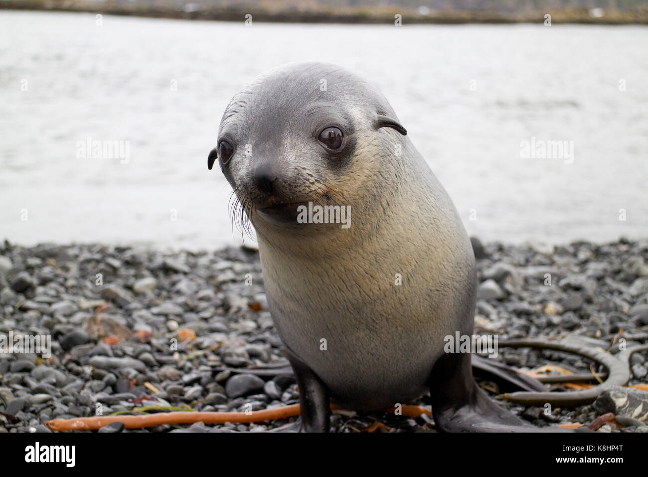 Portrait de bébé phoque à l'île de Géorgie du Sud Banque D'Images