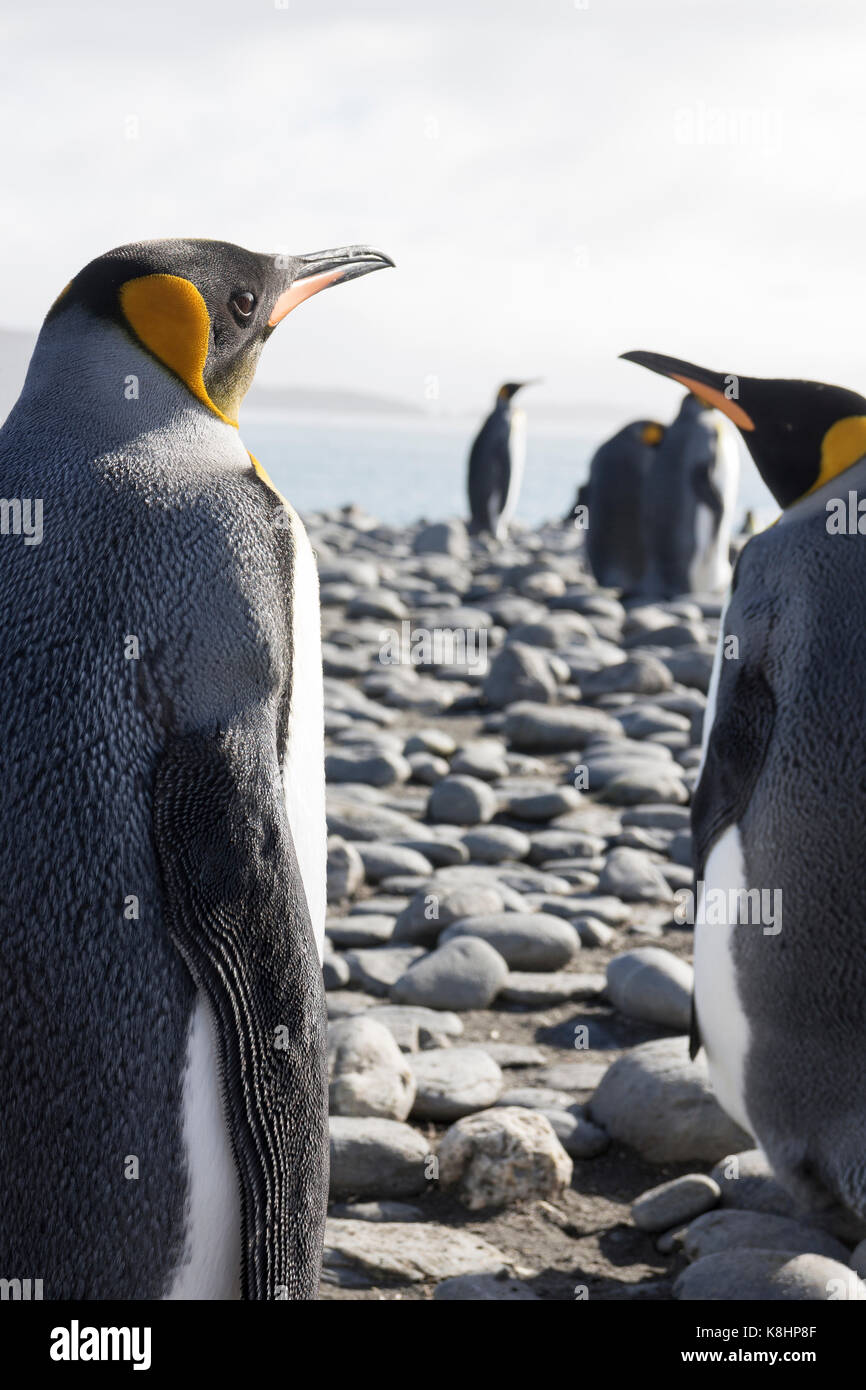 Vue arrière de manchots royaux de la Géorgie du Sud et les îles Sandwich du Sud Banque D'Images