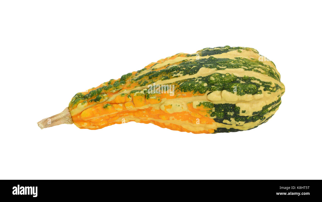 Green gourd ornementales verruqueuse avec pièce orange, isolé sur fond blanc Banque D'Images