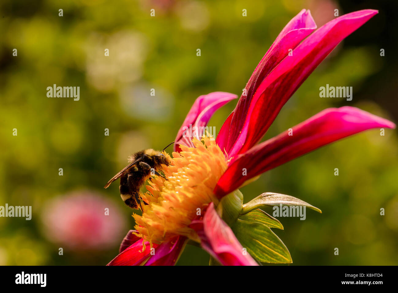 Abeille venant butiner dahlia. couvert de pollen jaune. Banque D'Images