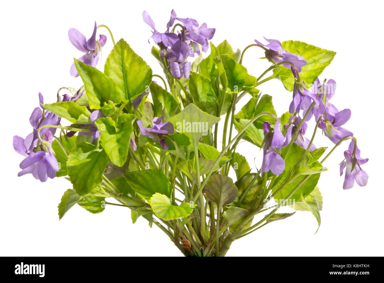 Un bouquet de fleurs violettes sauvages magnifiques. Banque D'Images