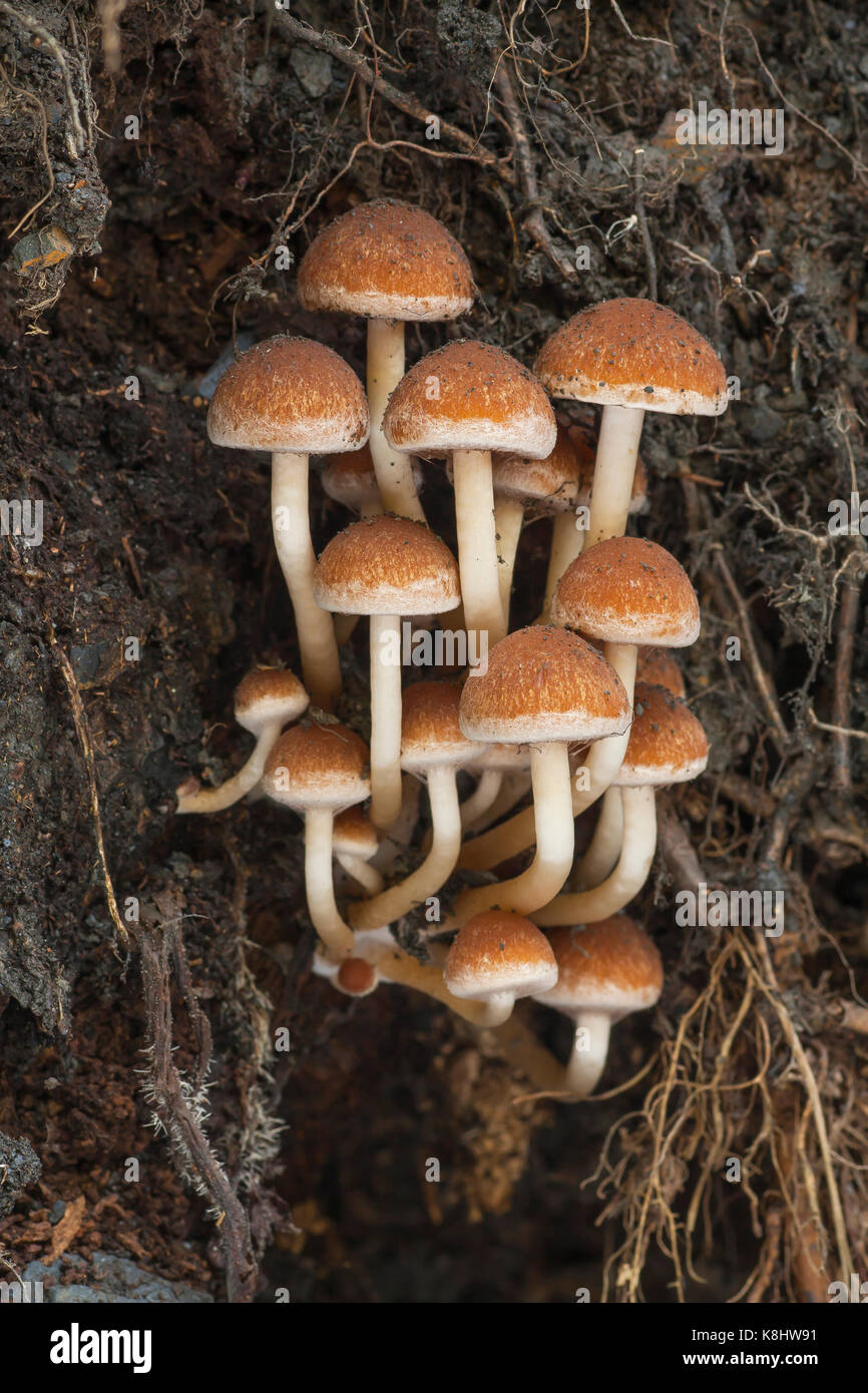 Psathyrella sp. qui grandissent dans le tronc d'un arbre Banque D'Images