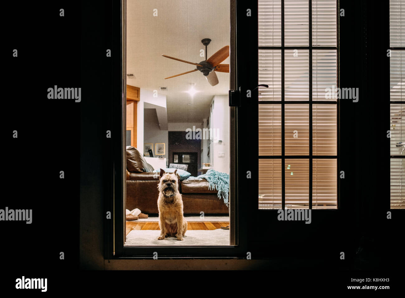 Portrait de chien assis à la maison vu à travers la porte Banque D'Images