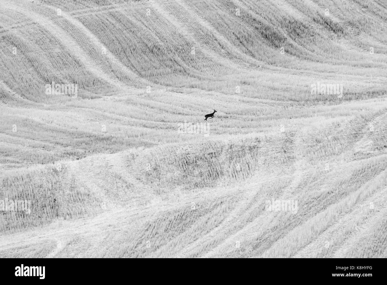 L'exécution de re Banque D'Images