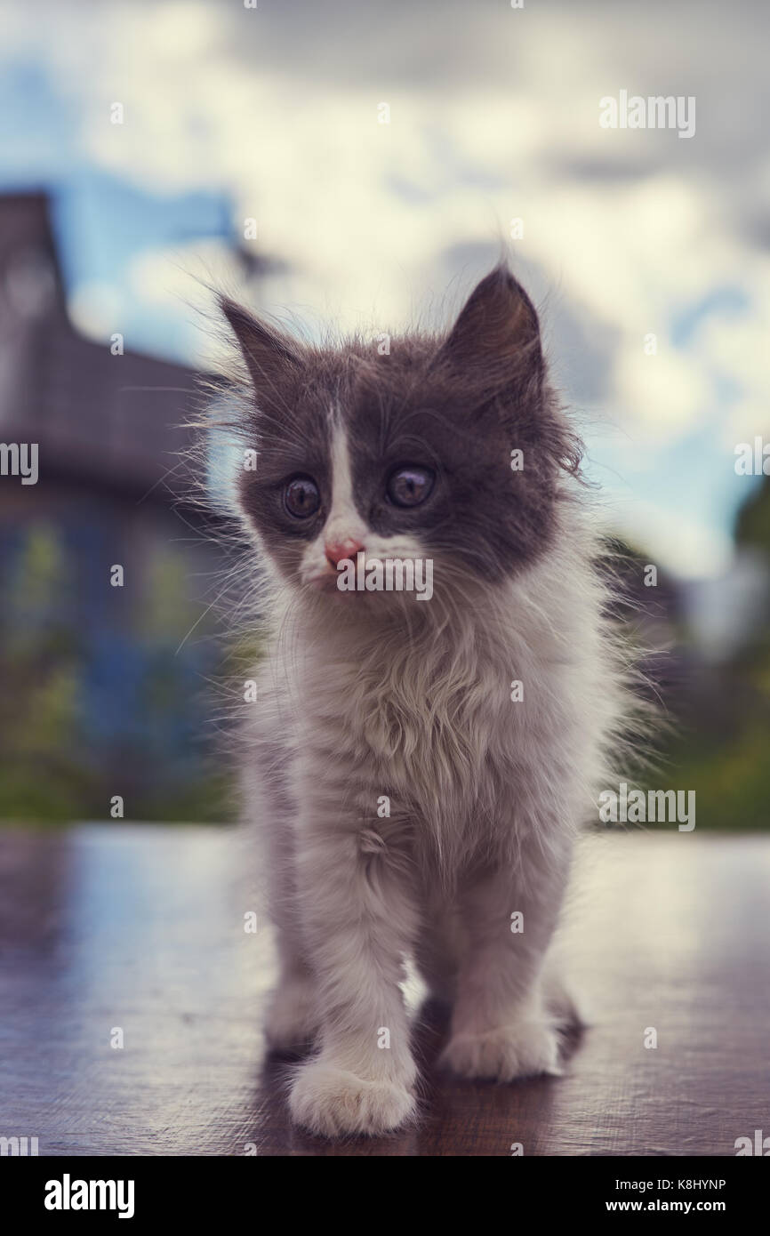 Petit Chaton Gris Et Blanc Moelleux Sur Fond De Nuages