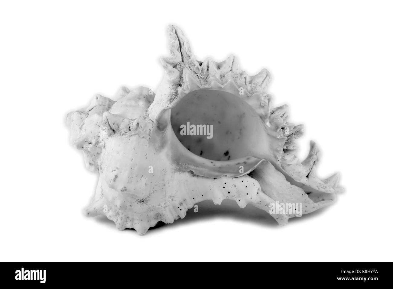 Sea Shell isolé sur fond blanc Banque D'Images