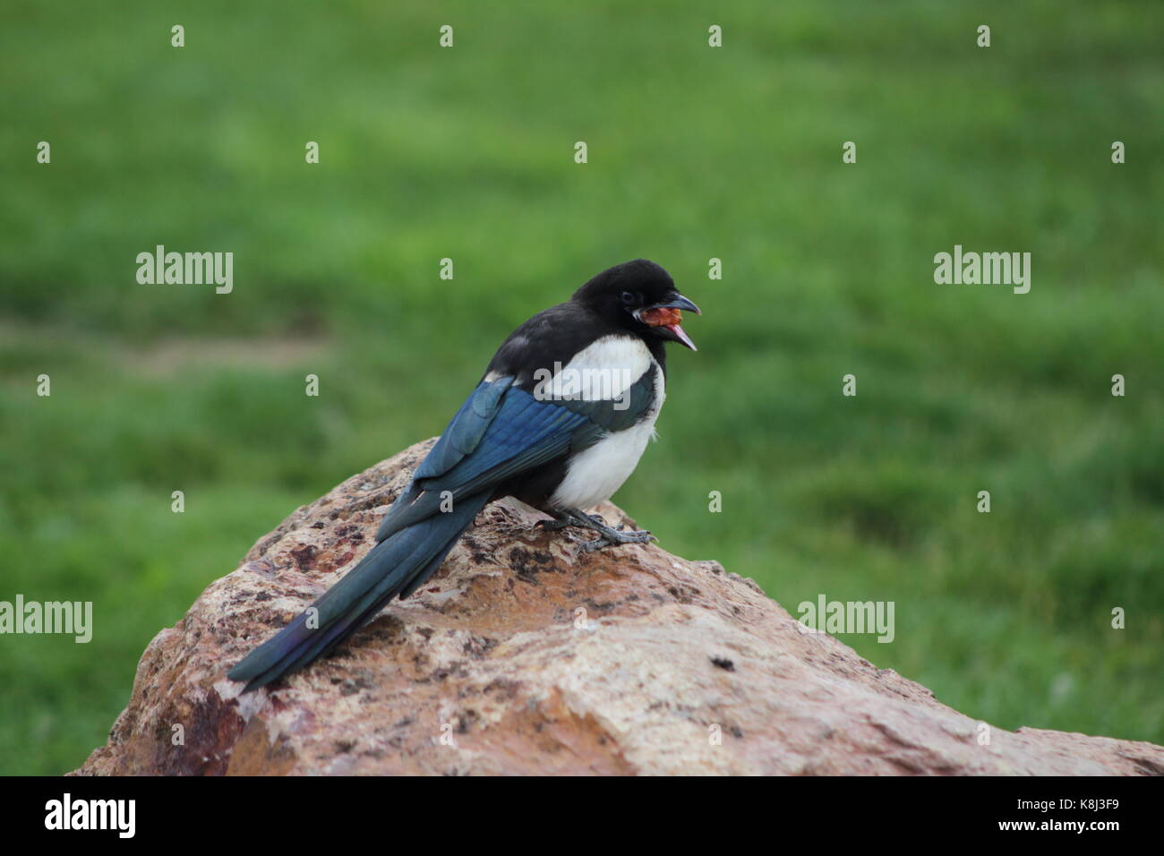 Bebe Pie Banque D Image Et Photos Alamy