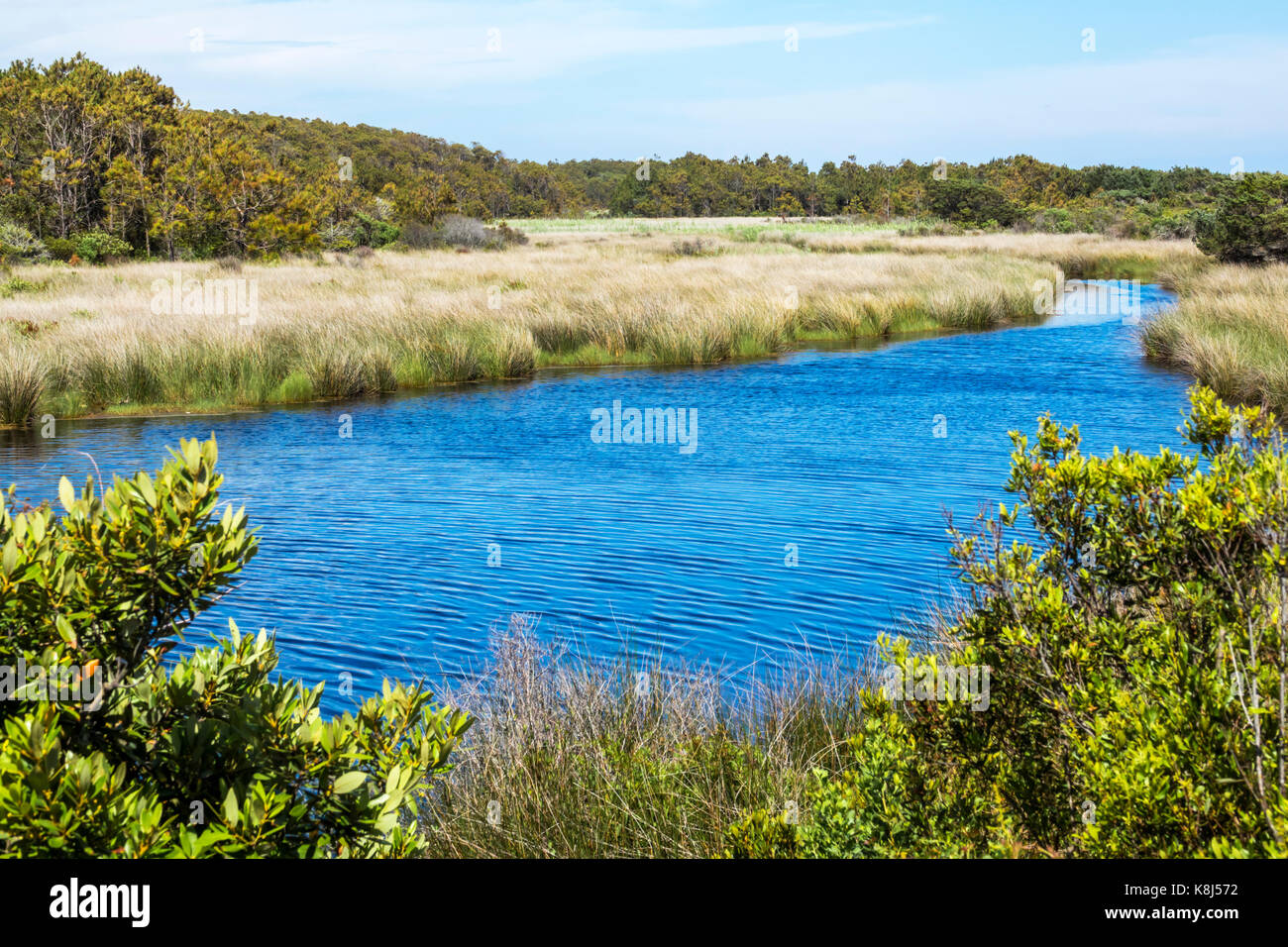 Rive extérieure de la Caroline du Nord, Ocracoke Island Creek eau végétation marais, Banque D'Images