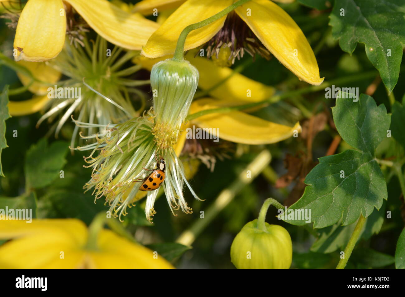 Les coccinelles de ramper sur un diadème d'or clematis vine Banque D'Images