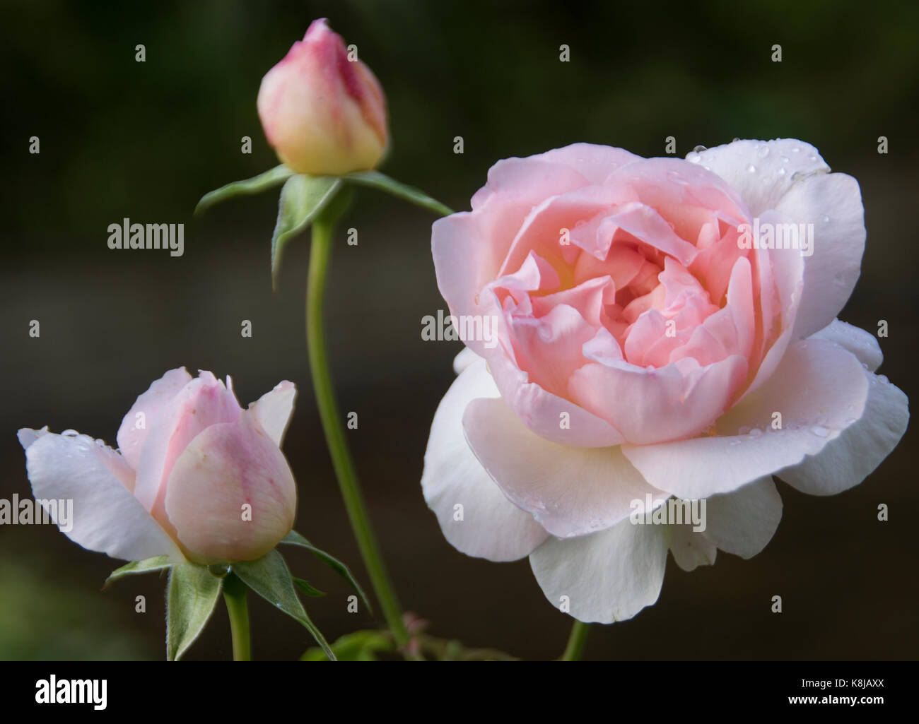 Rosa sharifa asma un parfumée, délicate rose tendre rose arbuste Banque D'Images