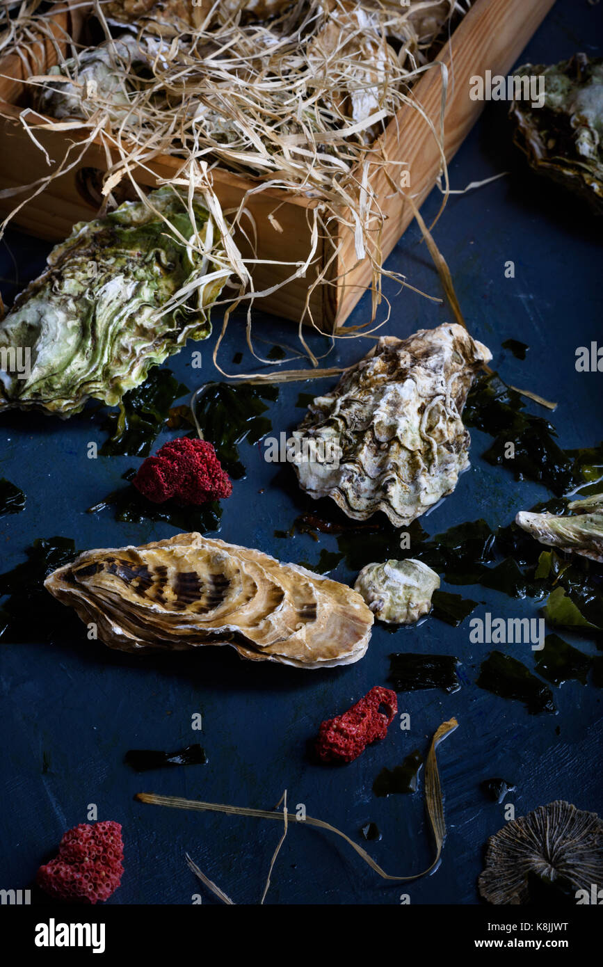 Arrangement des huîtres fraîches sur un comptoir. close up. Banque D'Images