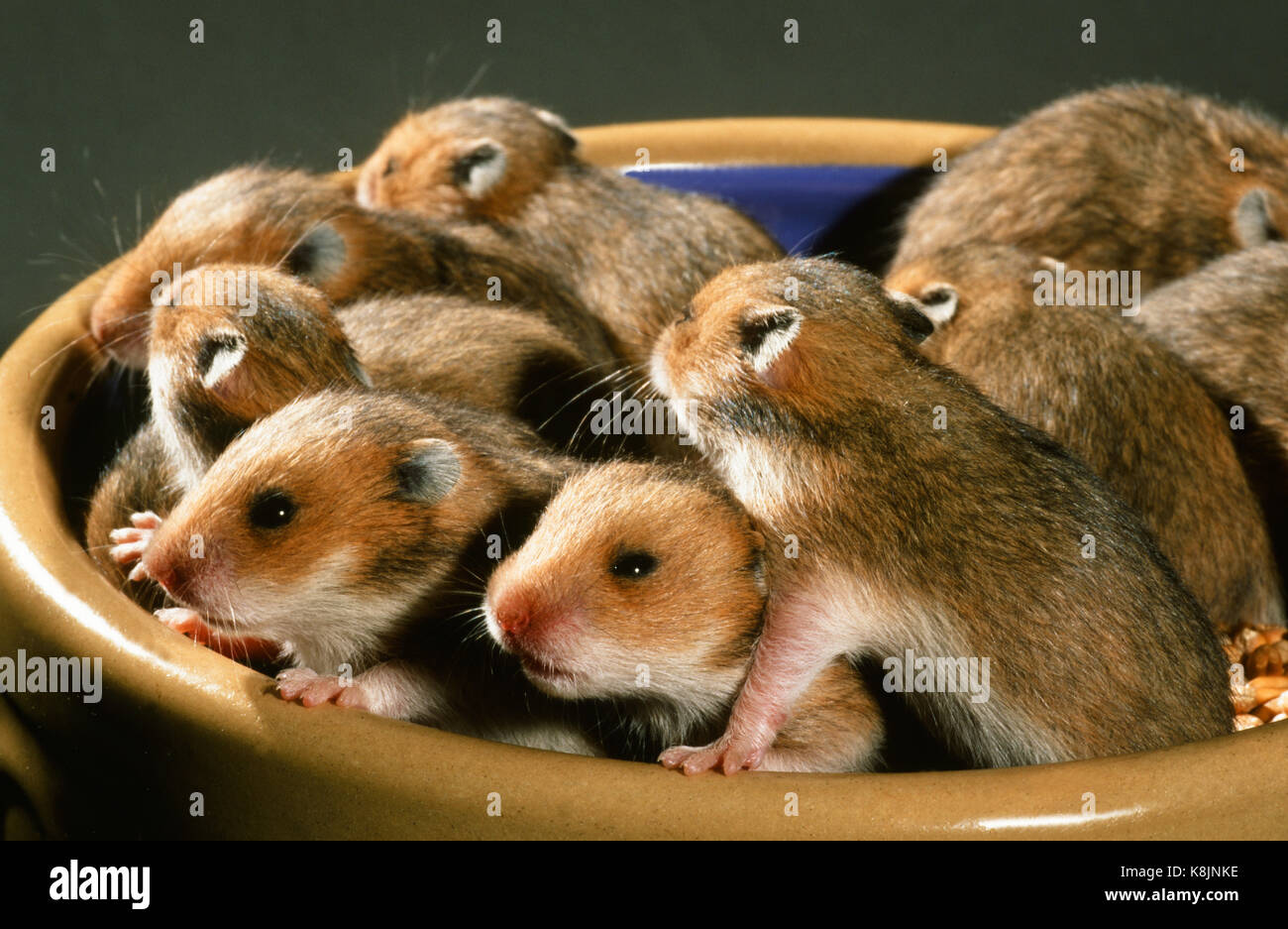 Hamster syrien ou doré (Mesocricetus auratus). Portée de 10 jeunes, 15 jours. Maintenant les yeux ouverts. Banque D'Images