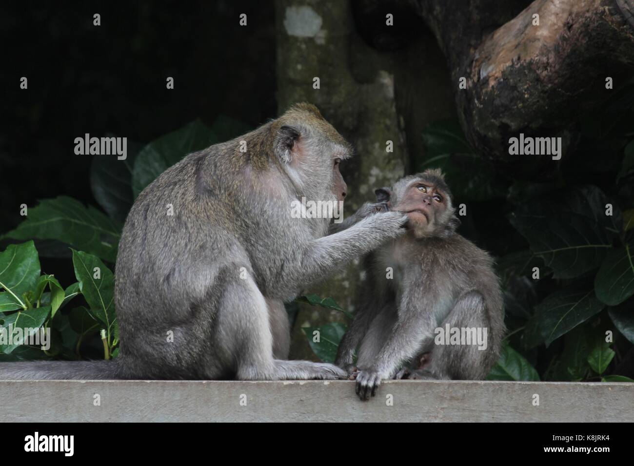 Le toilettage de singe Banque D'Images