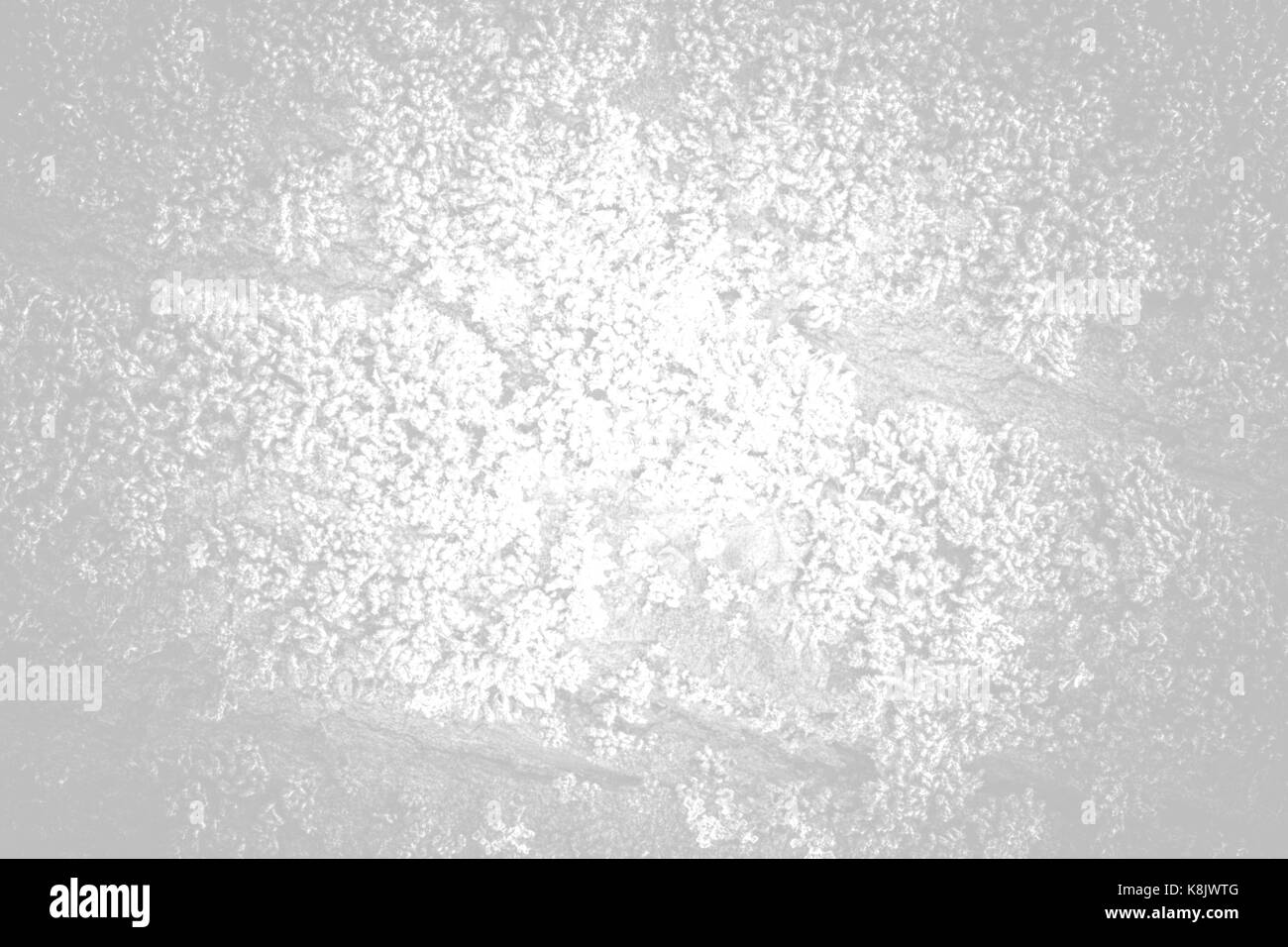 La mousse et l'écorce des arbres texture avec des modèles naturels comme arrière-plan. ton blanc Banque D'Images