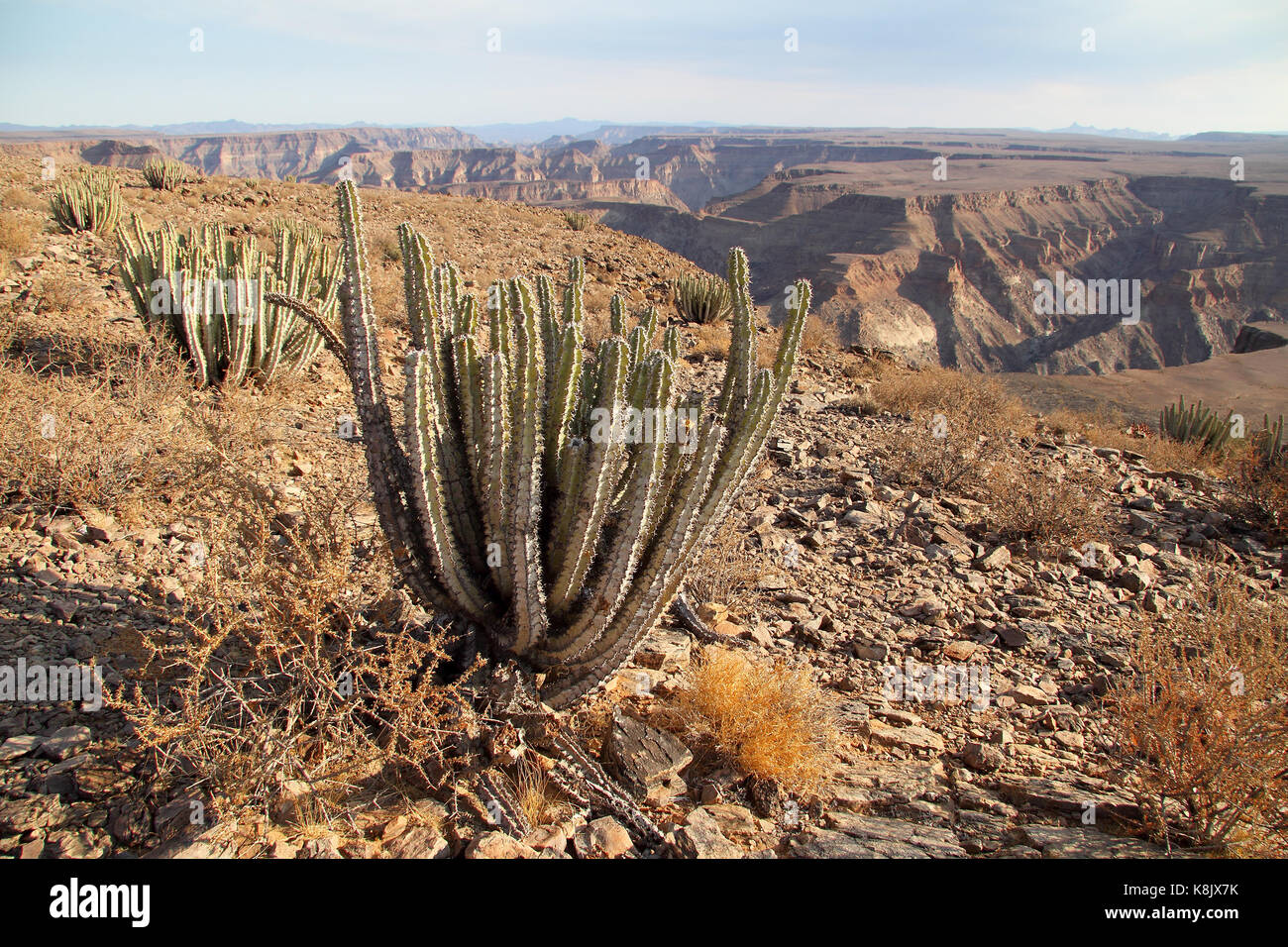 Cactus autour de Fish River Canyon, Namibie Banque D'Images