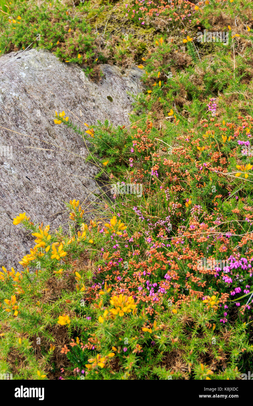 Le Nord du Pays de Galles 2017 Banque D'Images