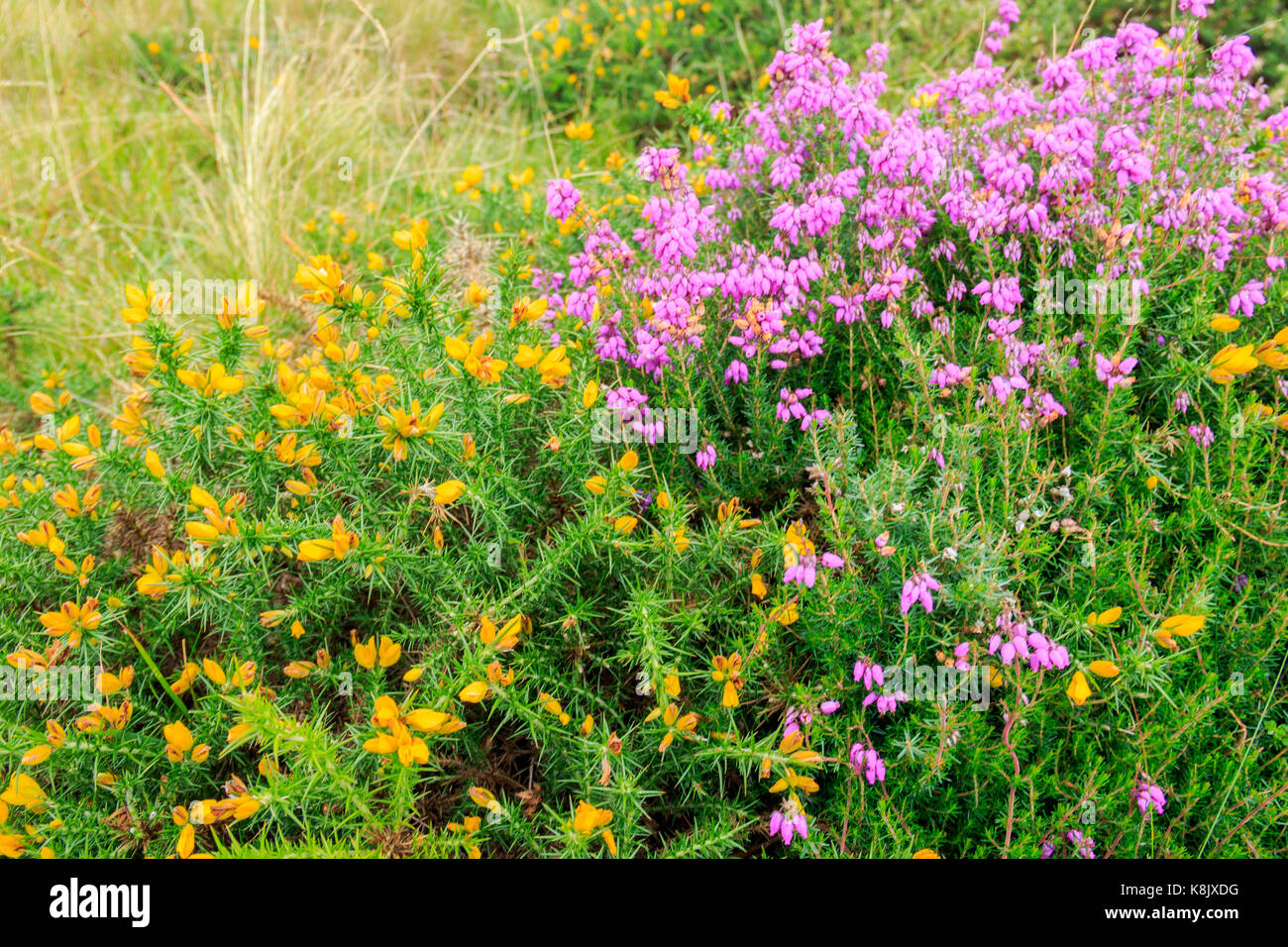 Le Nord du Pays de Galles 2017 Banque D'Images