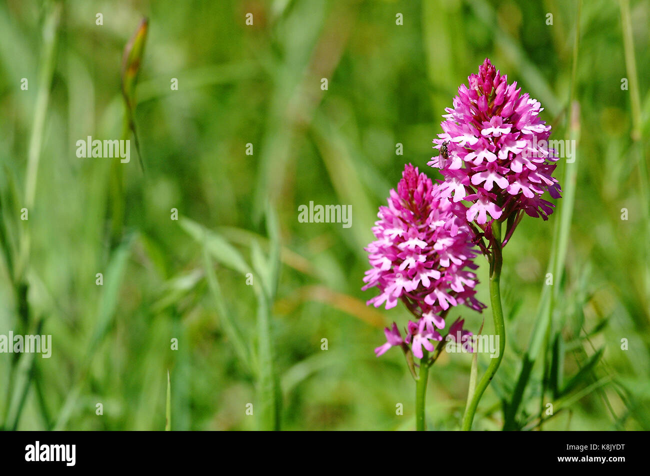 Anacamptis pyramidalis, orchidée pyramidale Banque D'Images