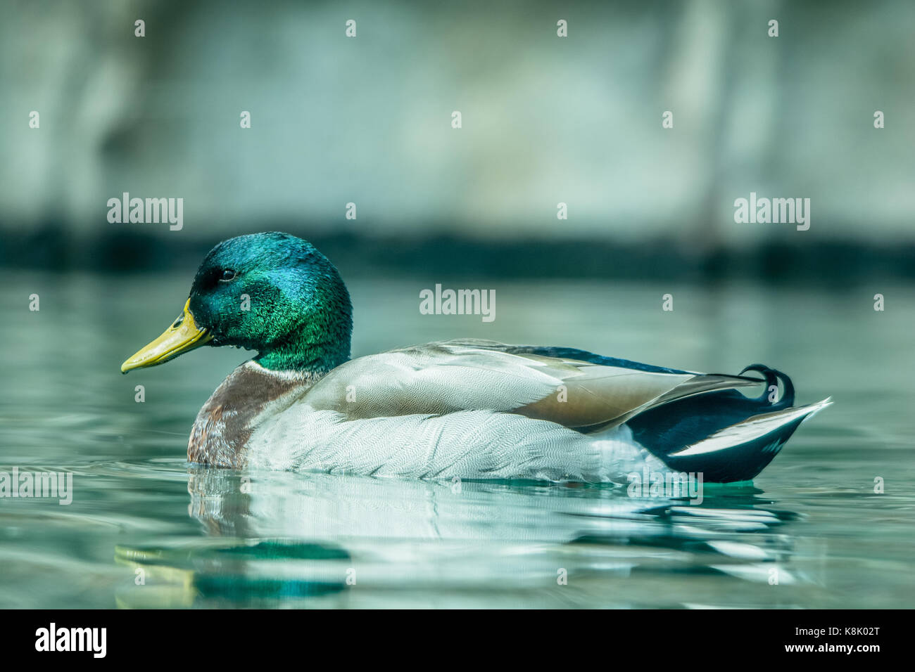 Canard colvert nageant dans un étang Banque D'Images