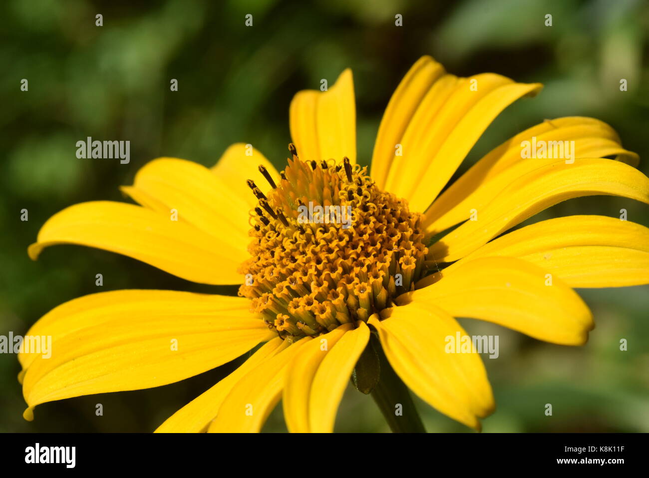 Cône jaune fleur Banque D'Images