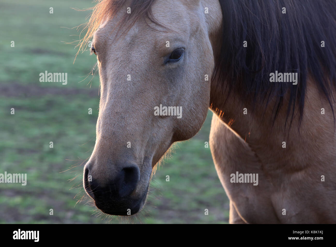 Cheval dans un champ. France. Banque D'Images