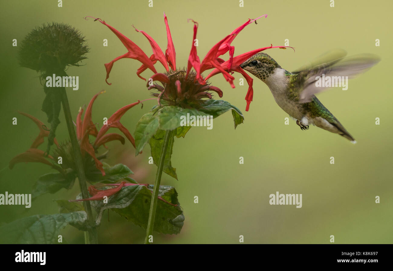 Un colibri femelle se nourrissant de monardes. Banque D'Images