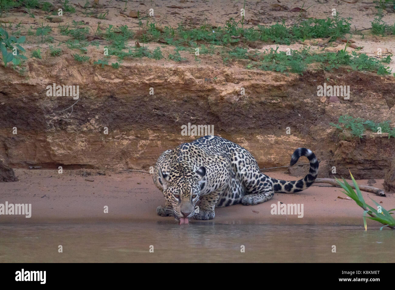 Pantanal brésilien - Jaguar Banque D'Images