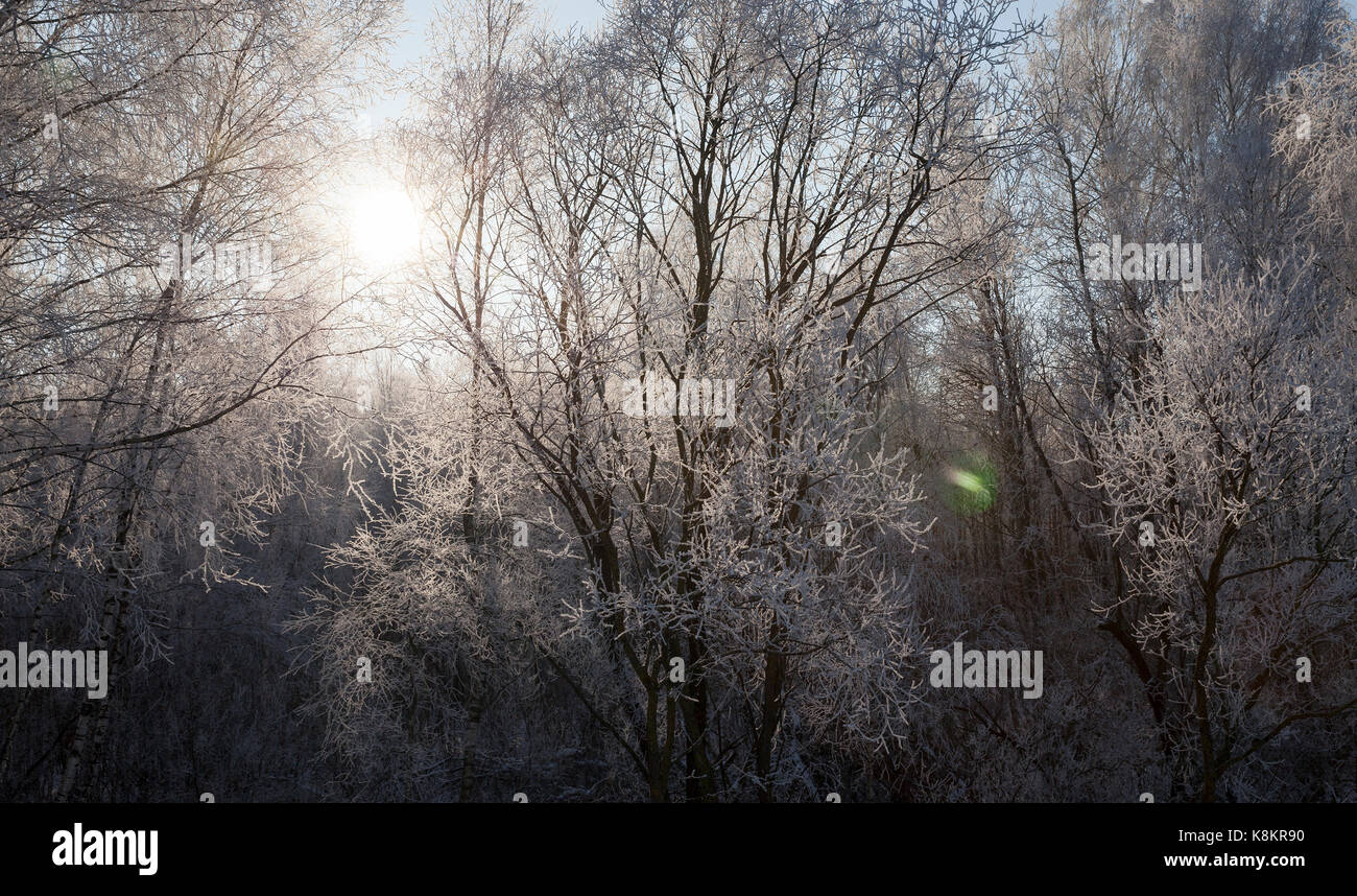 Arbres couverts de givre et photographié sur une journée ensoleillée. close-up, il est rétroéclairé. Le soleil est visible dans l'arrière-plan Banque D'Images