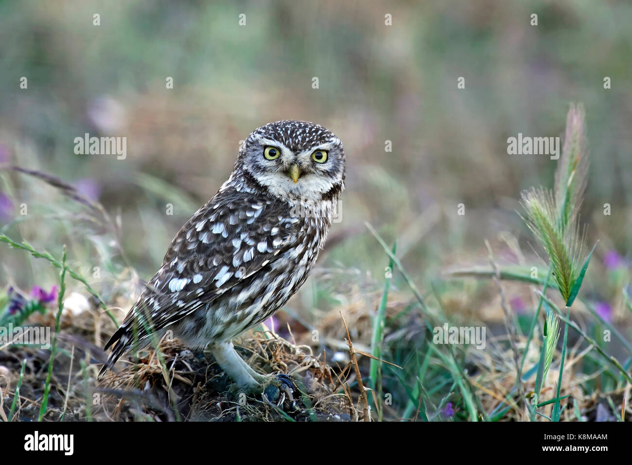 Petit hibou assis sur le sol dans son habitat Banque D'Images