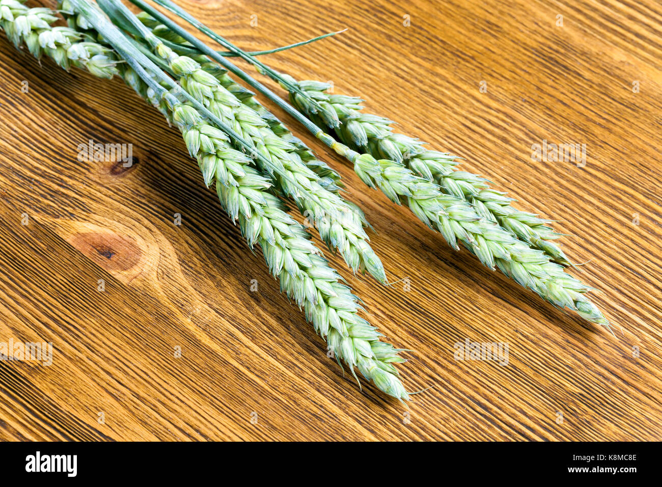 Triticale vert couché sur une planche de bois. oreilles immatures sont photographiés close-up avec une faible profondeur de champ Banque D'Images