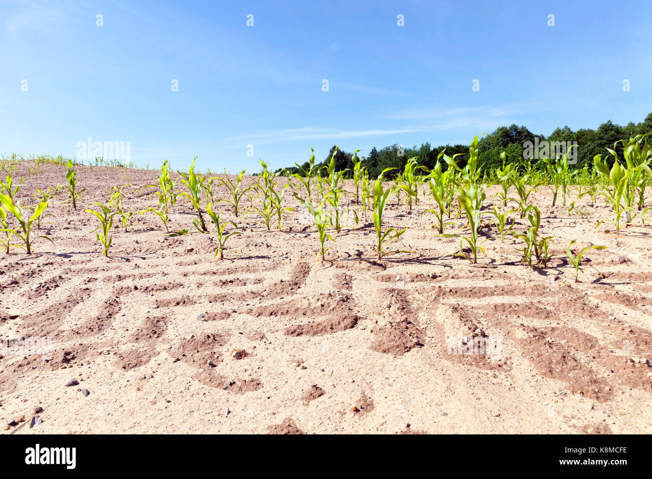 Les traces d'un tracteur sur le sol d'un champ agricole sur lequel le maïs vert est cultivé. photo close-up dans la saison du printemps. en arrière-plan Un bleu Banque D'Images