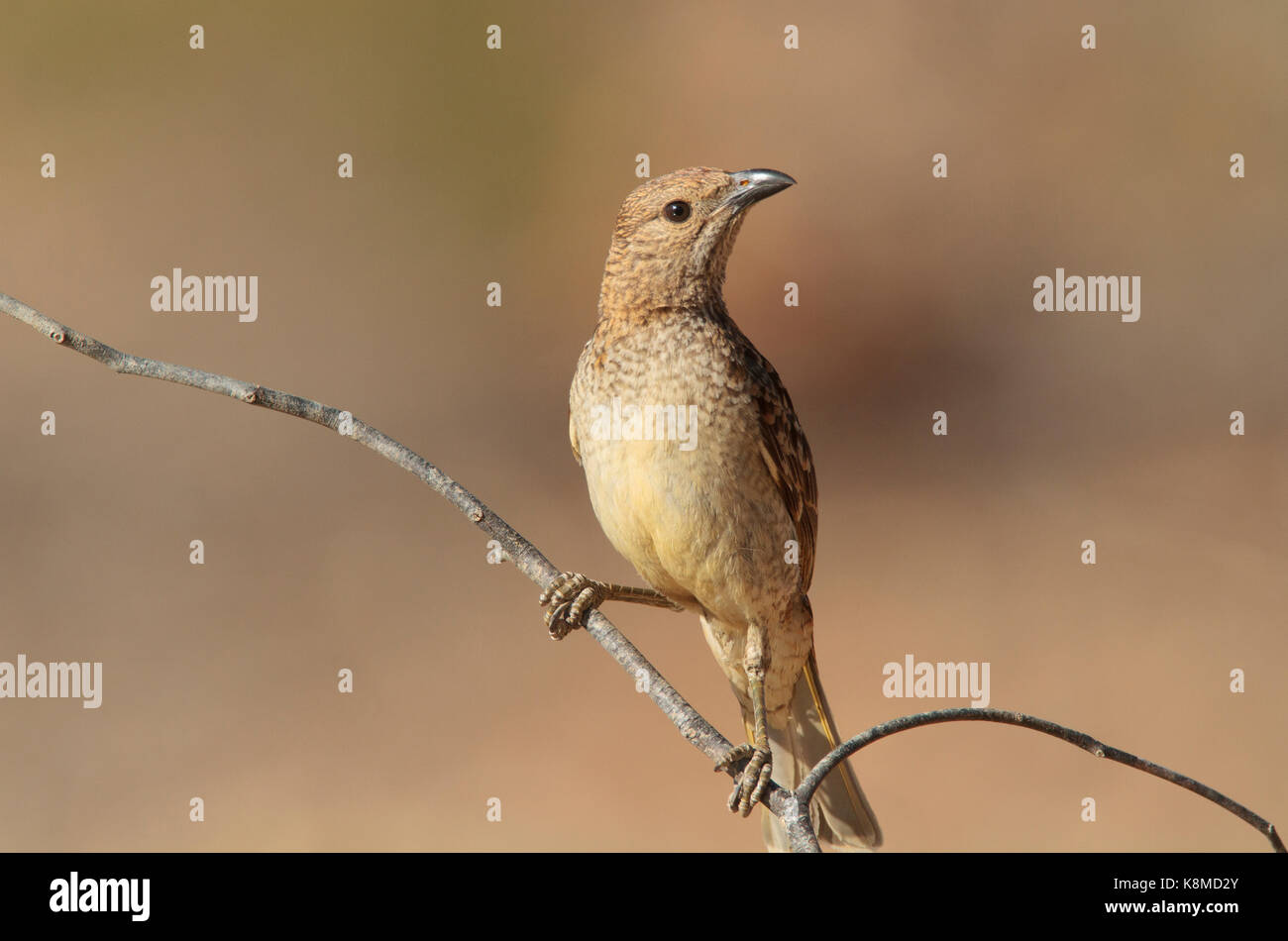 Un oiseau repéré, ptilonorynchus maculatus, perché sur une branche avec un fond brun rouge dans l'ouest du Queensland de l'outback Banque D'Images