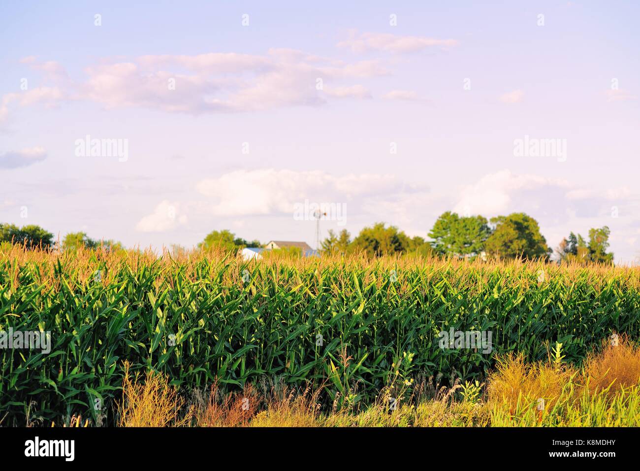 Une récolte de maïs mûr masque les bâtiments d'une ferme en milieu rural près de Illinois Somonauk, Illinois, États-Unis. Banque D'Images