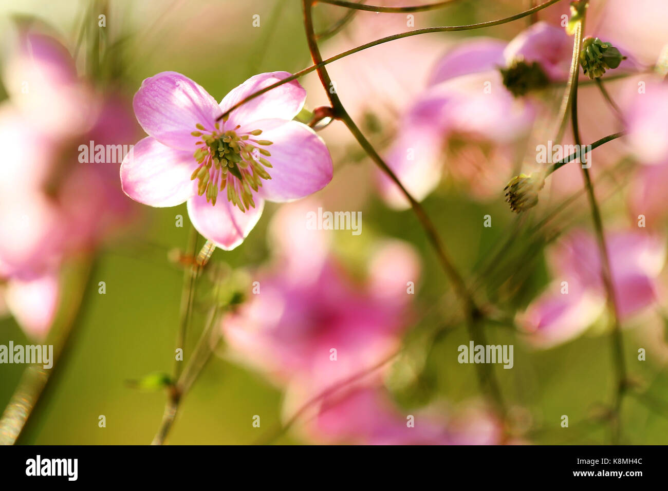 Fleurs des jardins en pleine floraison.fleurs en petites grappes sur un buisson Banque D'Images