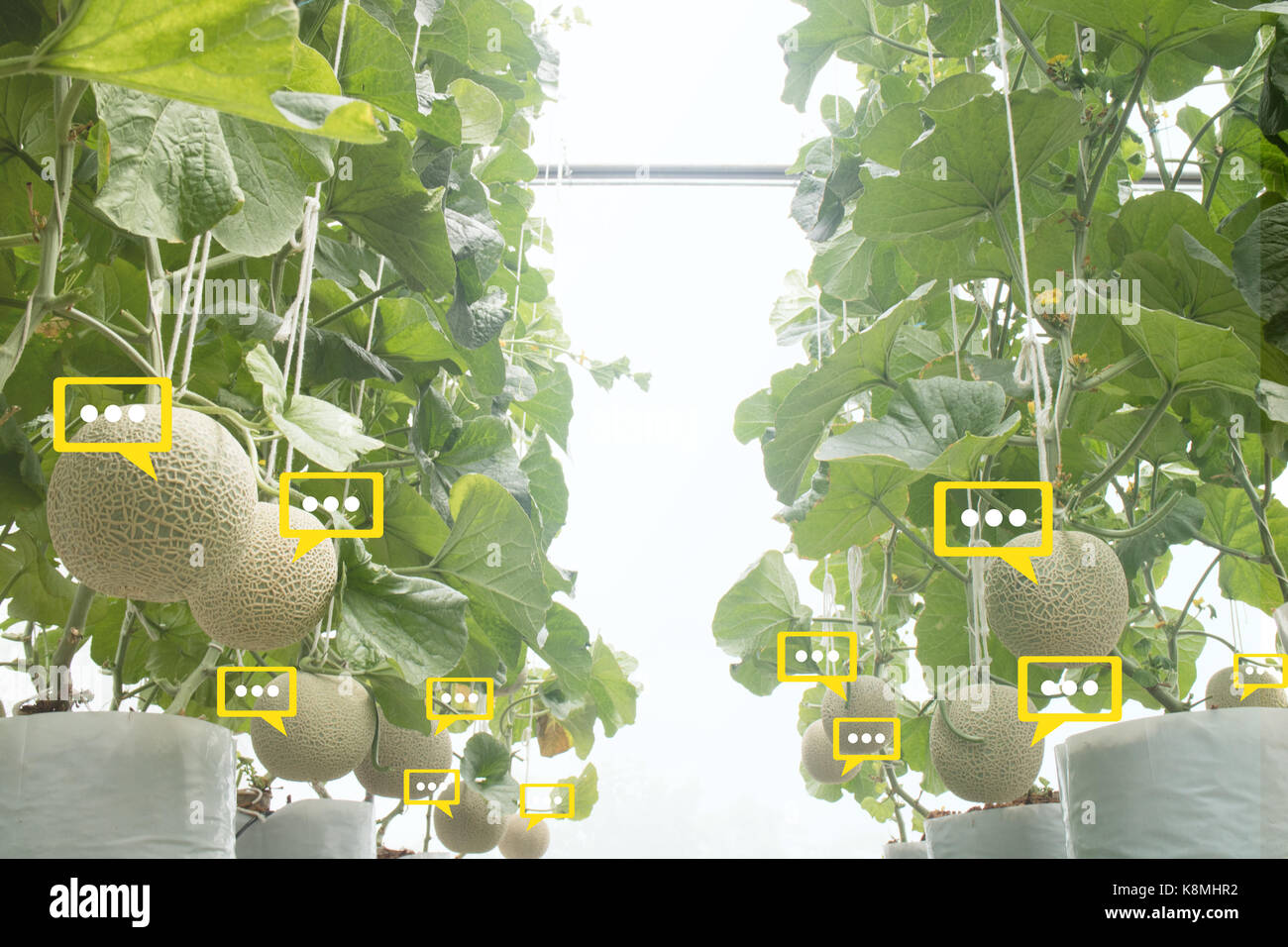 La bulle des données le chat détecter par technologie futuriste dans l'agriculture intelligente avec l'intelligence artificielle pour améliorer le rendement, l'efficacité, et profita Banque D'Images