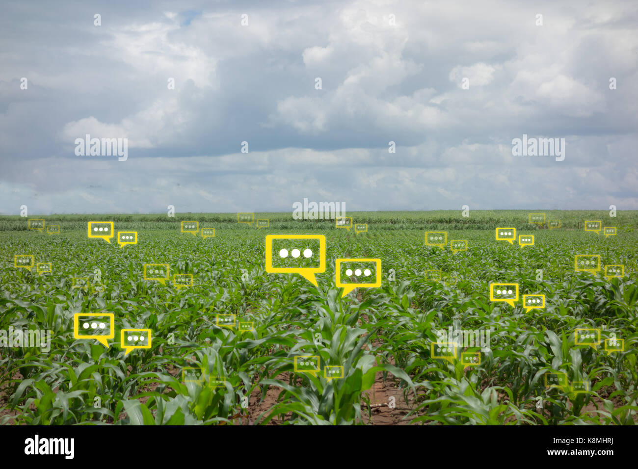 La bulle des données le chat détecter par technologie futuriste dans l'agriculture intelligente avec l'intelligence artificielle pour améliorer le rendement, l'efficacité, et profita Banque D'Images