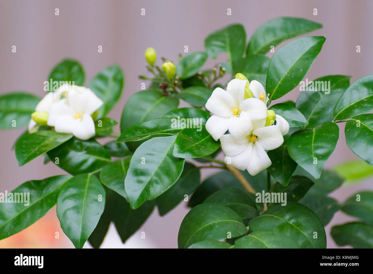 Fleur blanche de satin orange jessamine, bois, murraya exotica tree, arbre écorce cosmétique, selective focus. Banque D'Images