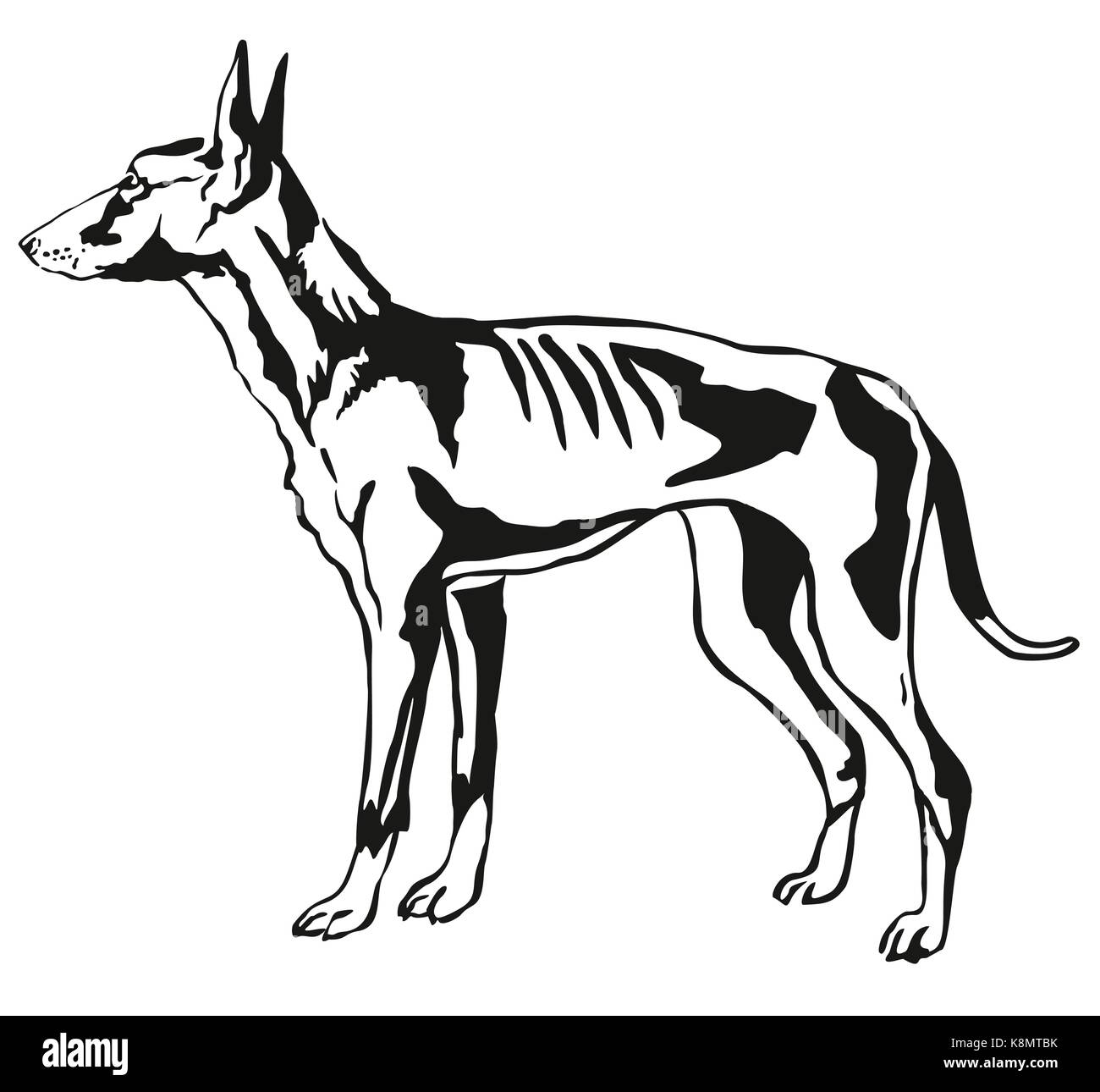 Contour décoratif portrait de profil debout dans ibiza podenco ibicenco (hound dog), vector illustration isolé en couleur noir sur blanc backgroun Illustration de Vecteur